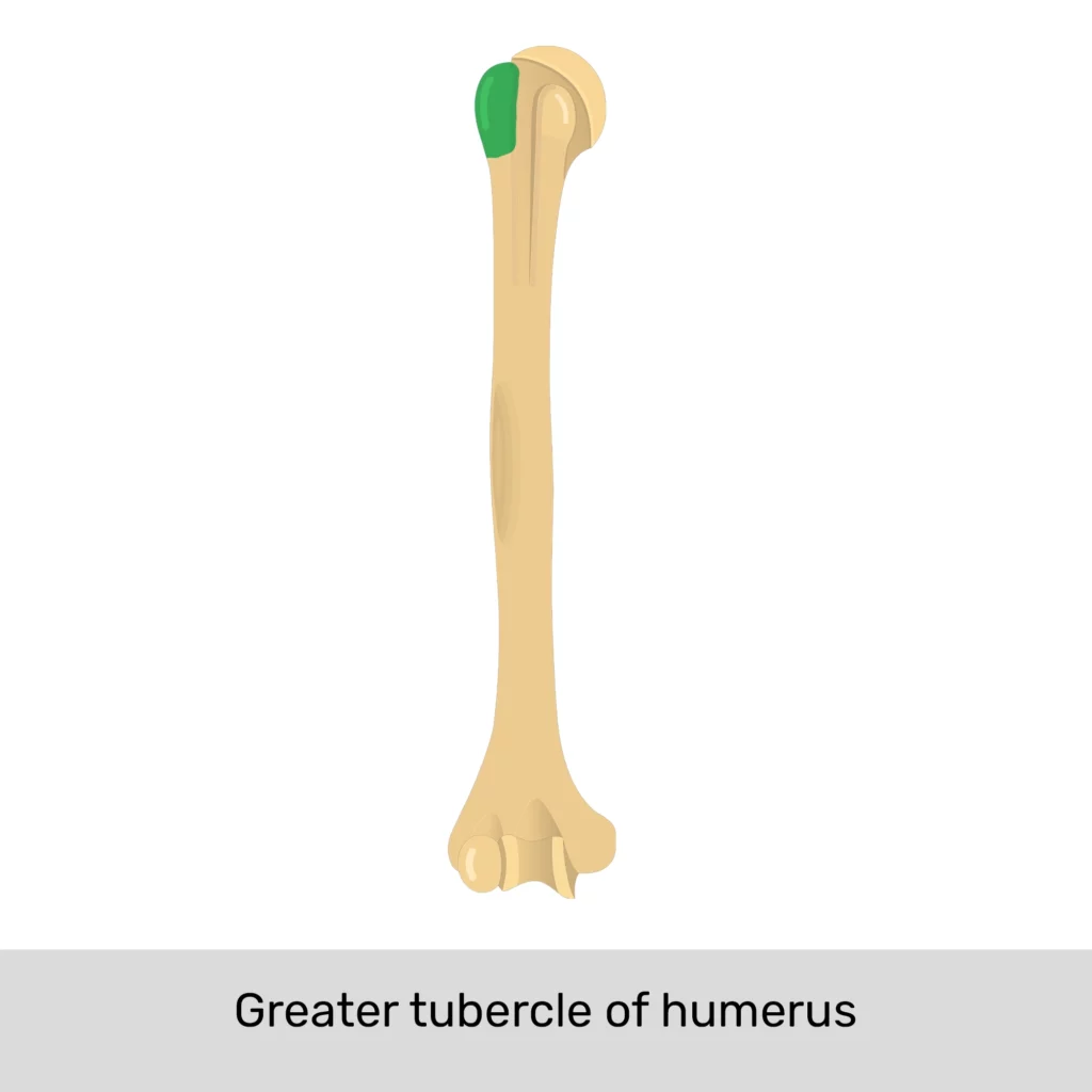 humerus anterior