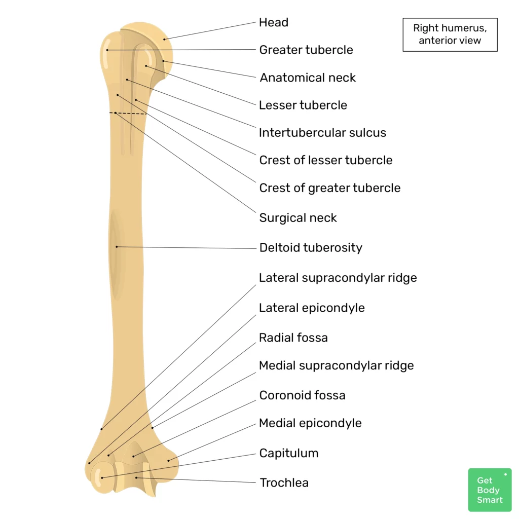 The humerus bone found in the arm of humans