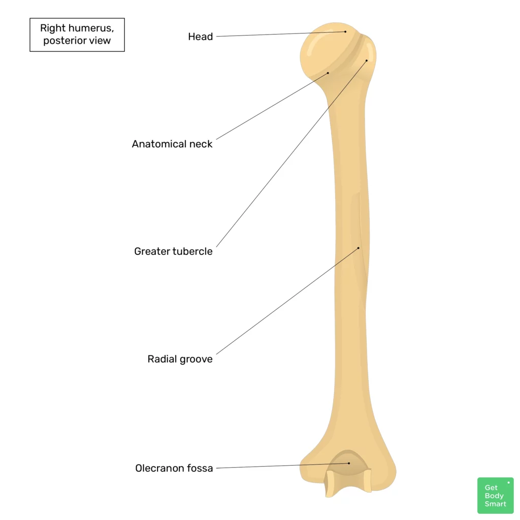 Humerus Bone