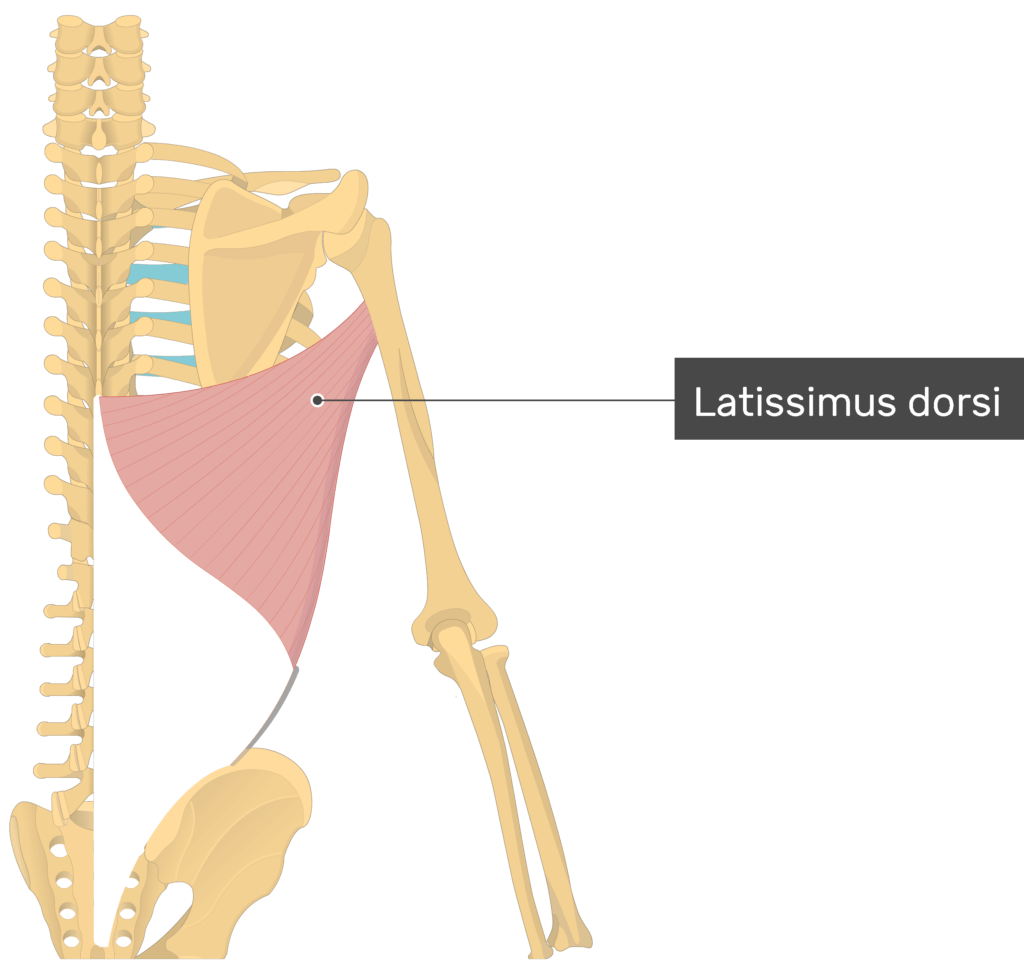 thoracodorsal nerve latissimus dorsi