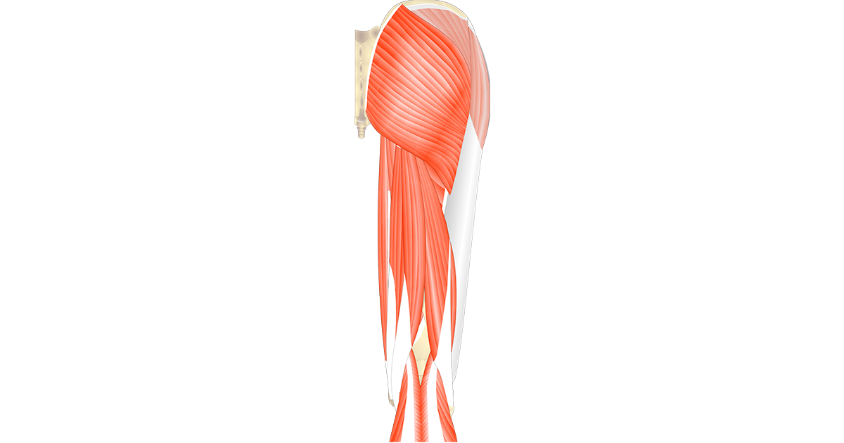 Muscles Of The Upper Thigh