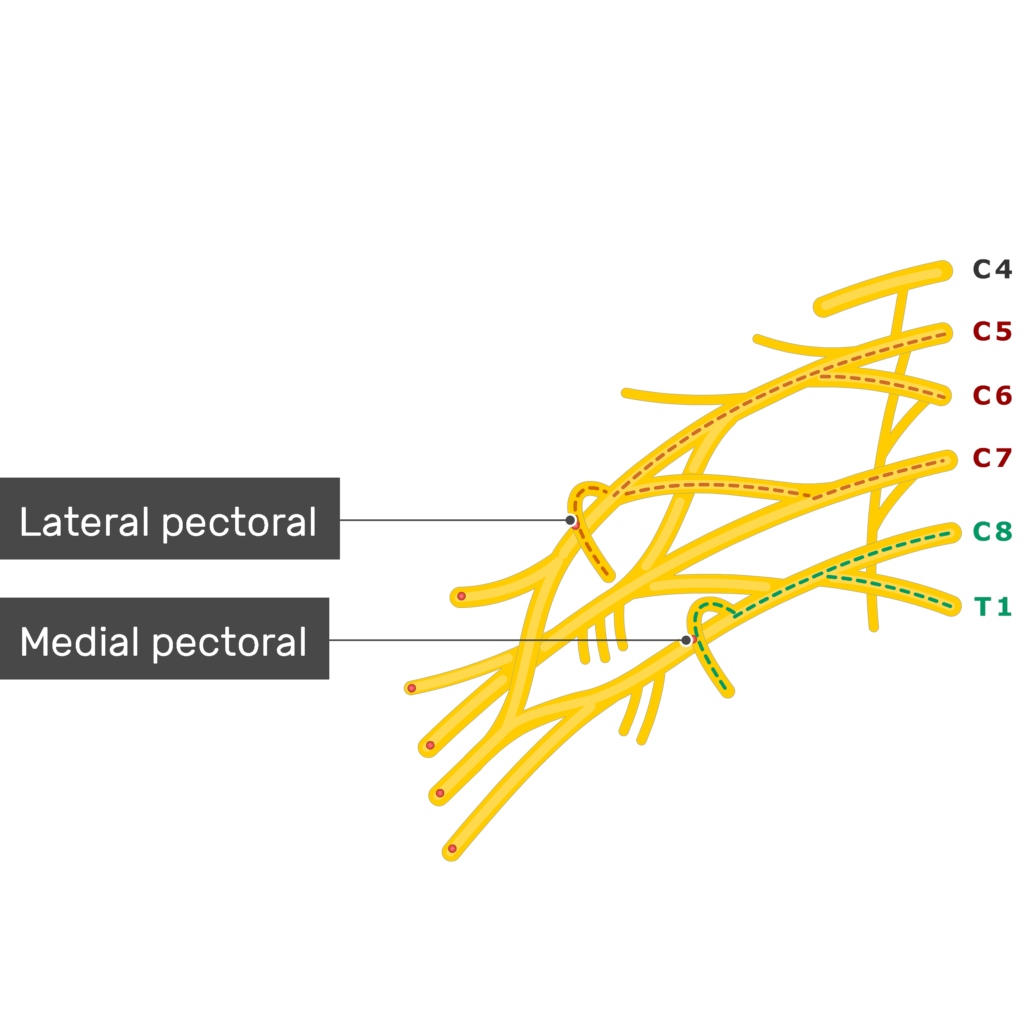 medial pectoral nerve