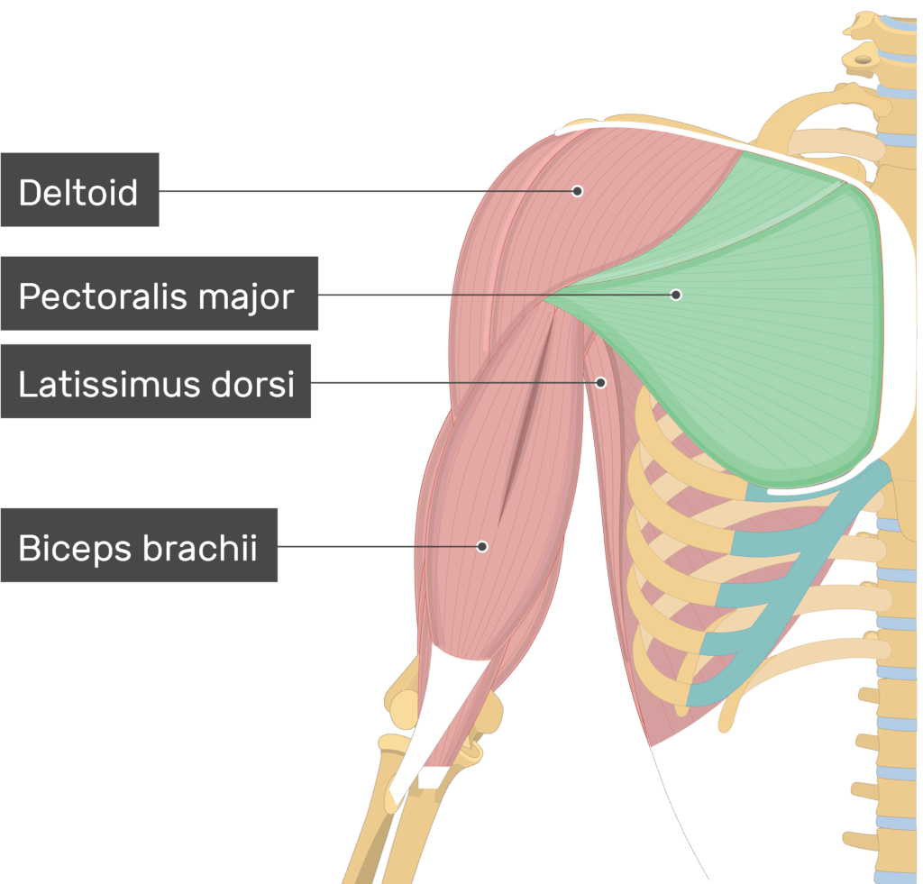 pectoralis major muscle origin and insertion