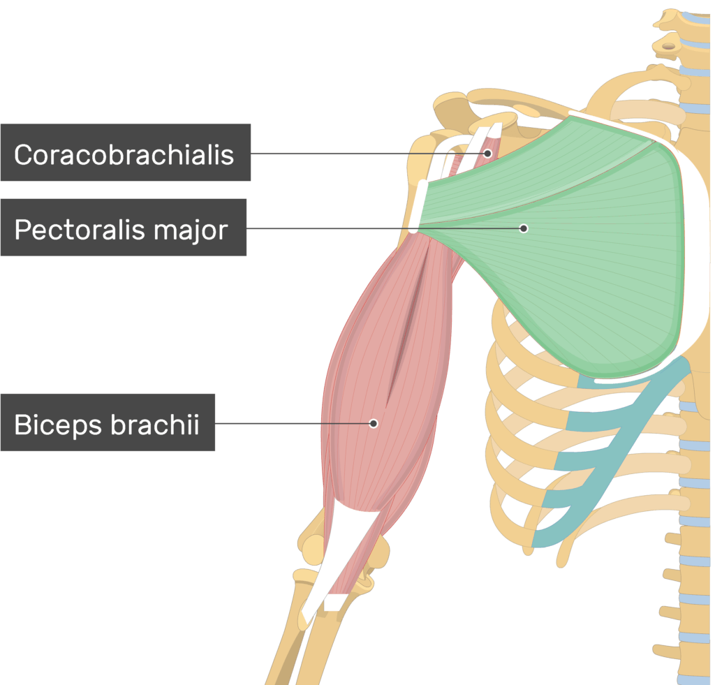 Pectoralis Major Muscle - Attachment, Action & Innervation