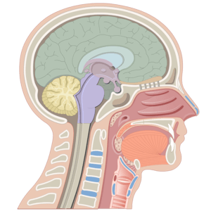 parts of the brain diagram anatomy