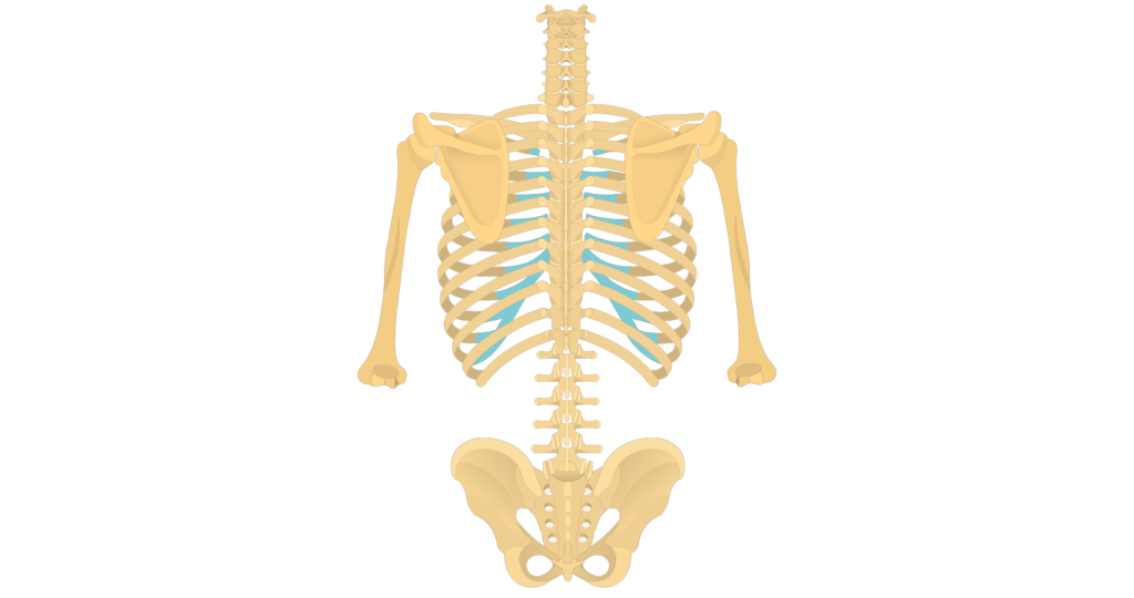 axial skeleton thoracic cage