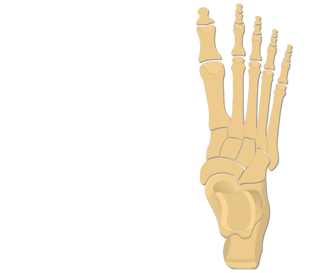 Foot Bones Anatomy | GetBodySmart