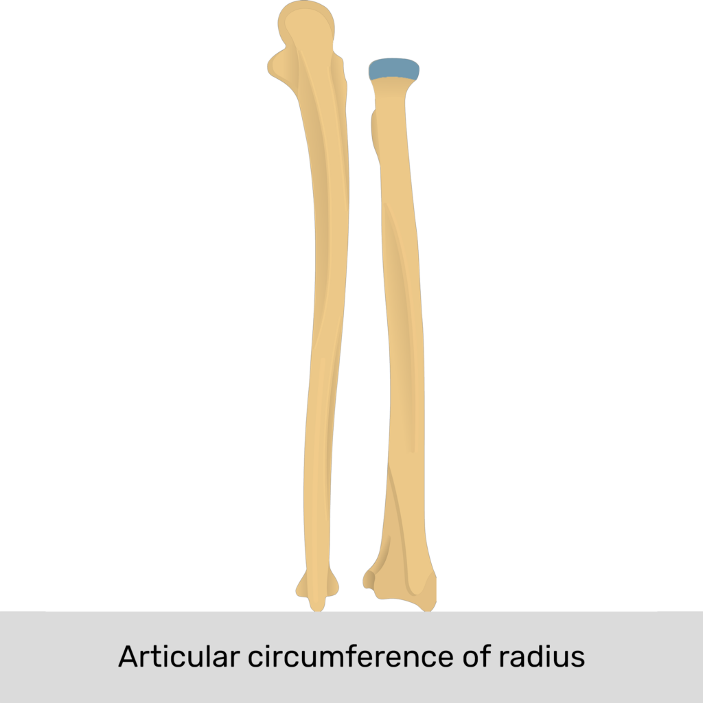 radius and ulna and humerus