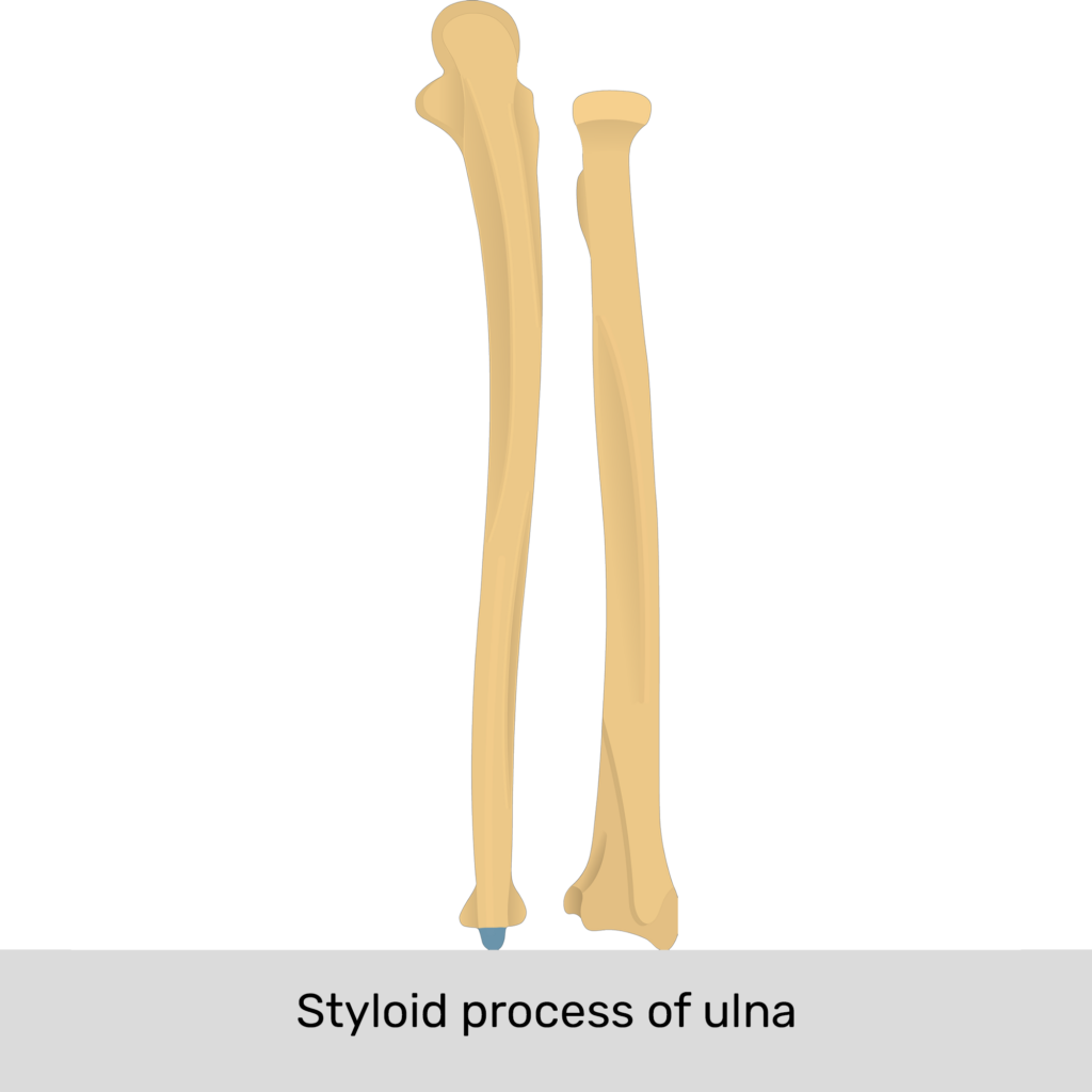 styloid process ulna