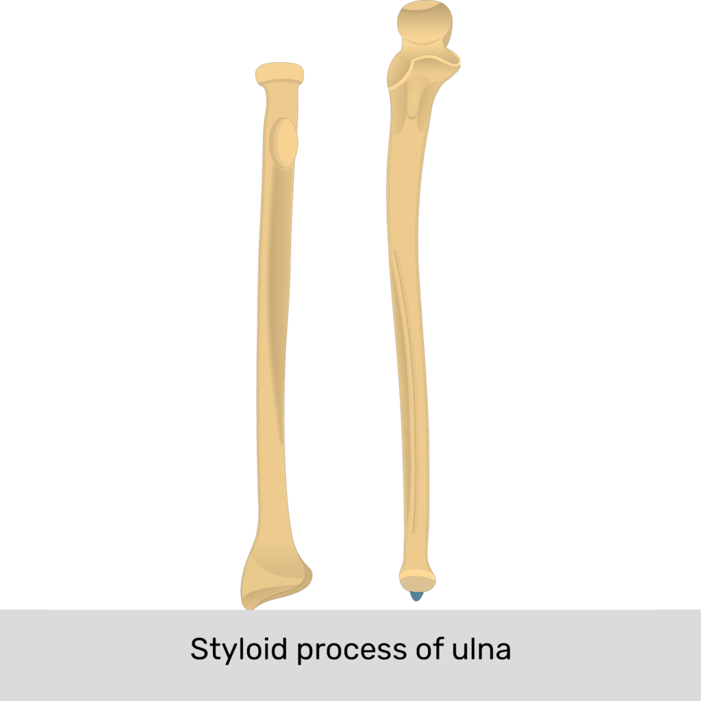 styloid process ulna