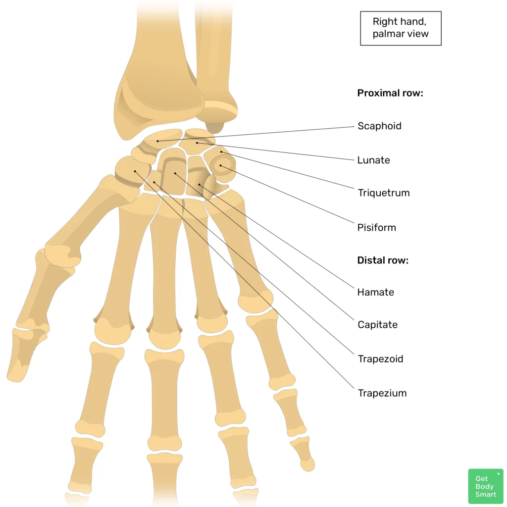 Diagram Of Carpal Bones Blairedagmar