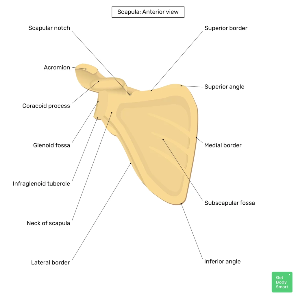 Scapula, Shoulder Blade, Bone Structure & Muscles