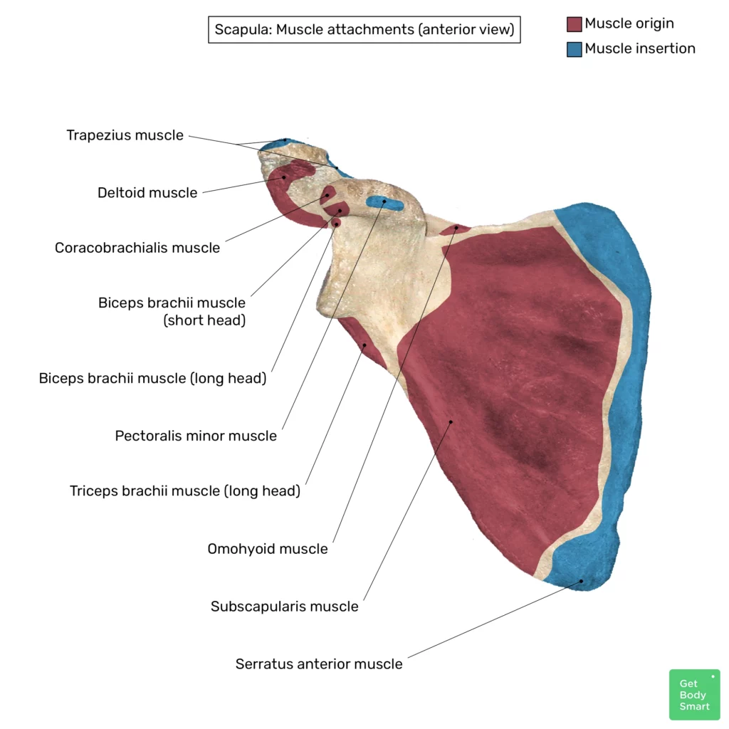Scapula bone: anatomy, structure and labeled diagram