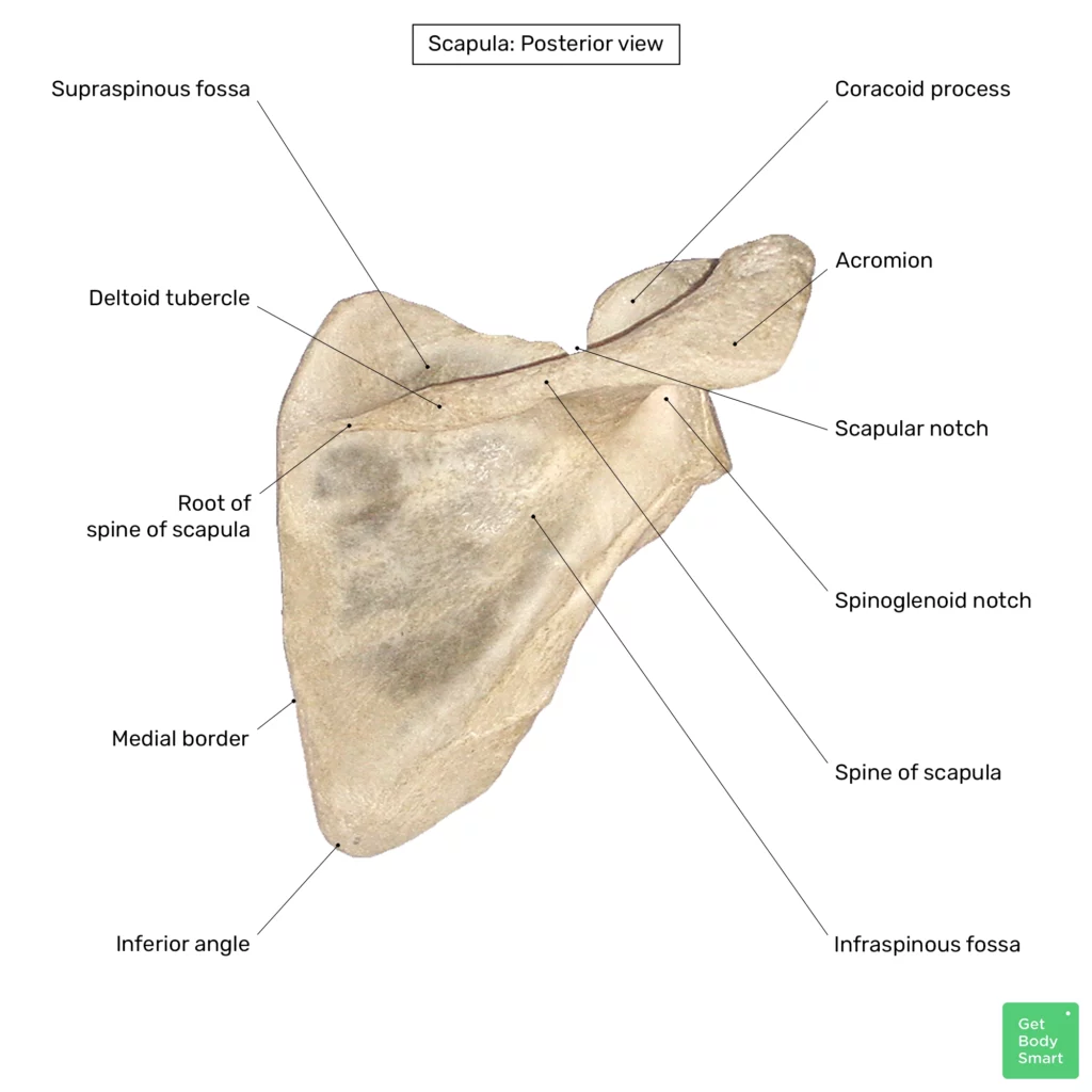 coracoid process of scapula
