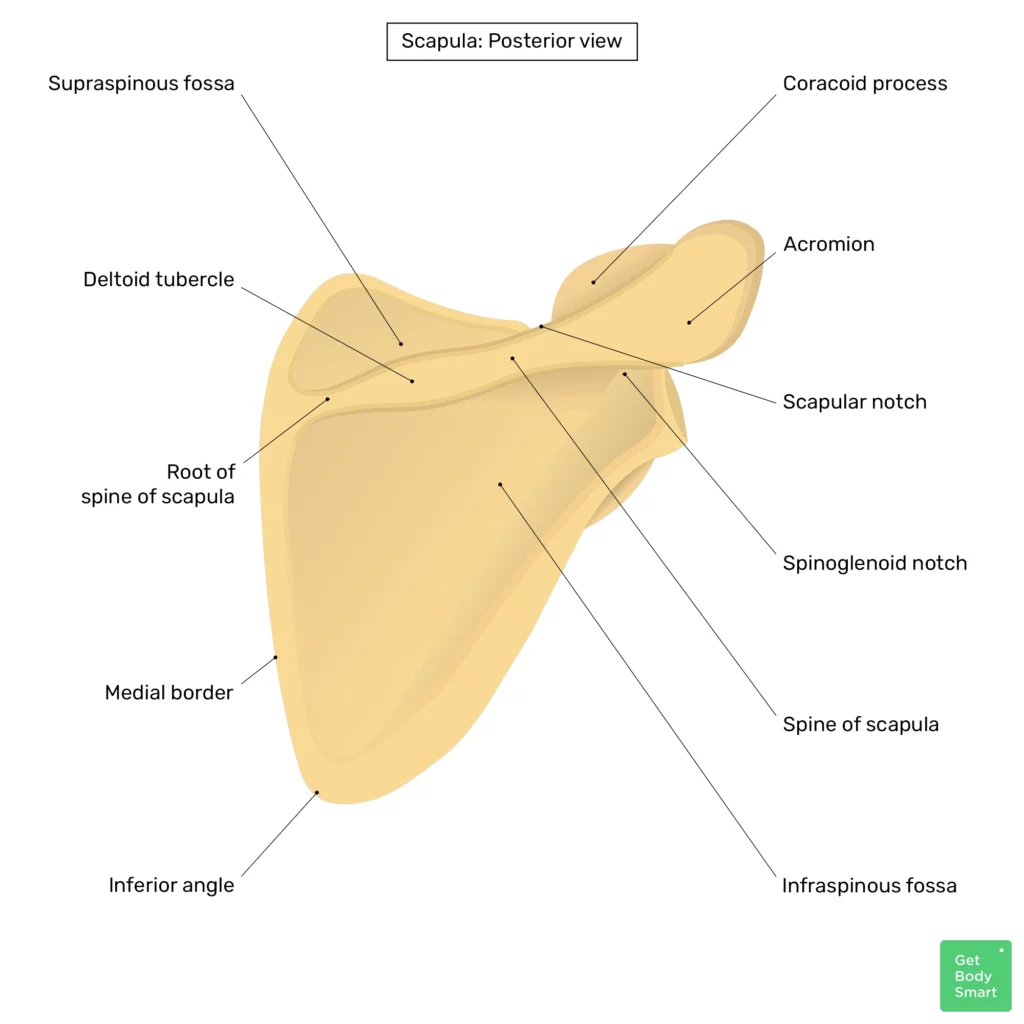 Scapula Bone Anatomy Structure And Labeled Diagram Off