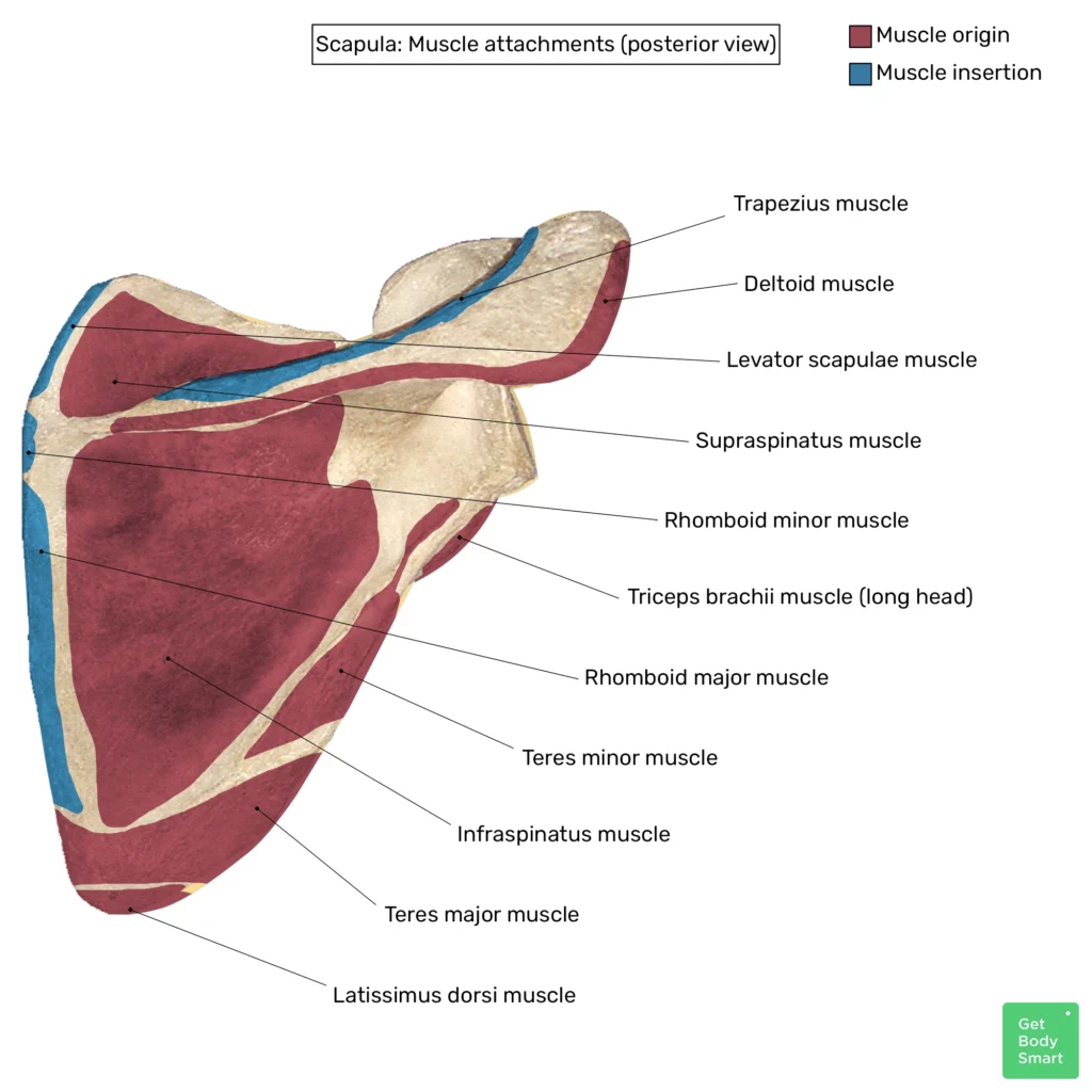 Muscles of the shoulder girdle (preview) - Human Anatomy
